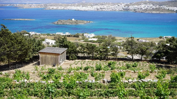 Η αθόρυβη αναγέννηση του γευστικού πλούτου της Πάρου