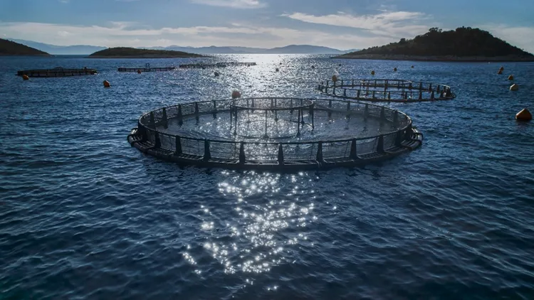 Όσα πρέπει να ξέρετε για τη διατροφική αξία του ψαριού
