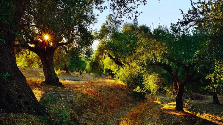 Μεσσηνία: Η γη της ελιάς (και της φιλοξενίας)