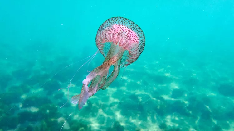 Ομορφιά που τσούζει ή το επώδυνο μάθημα της μοβ μέδουσας