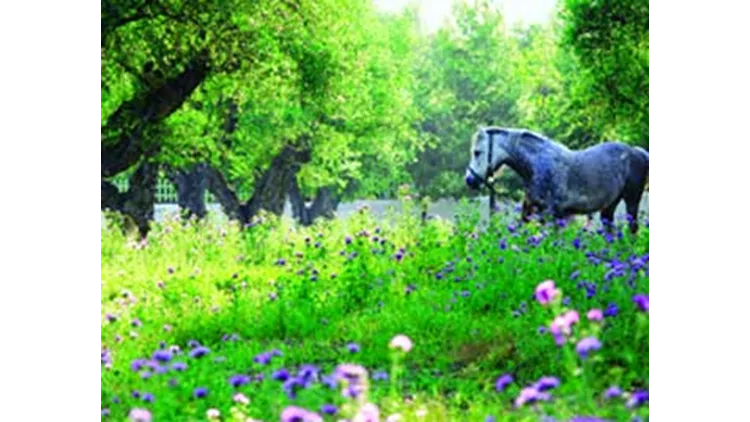Zante Verde