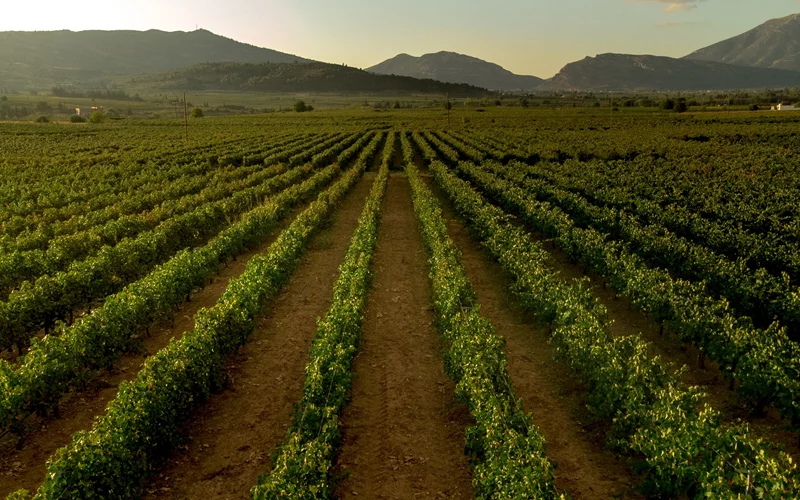 Τι λες αυτές τις γιορτές να 