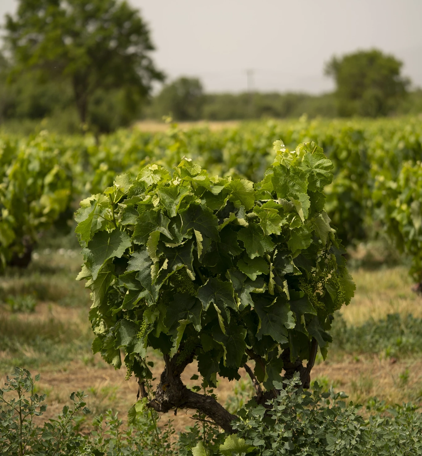 Η ιστορία του Ξινόμαυρου, της ποικιλίας κρασιού που οι ρίζες του φτάνουν πίσω στο 1919