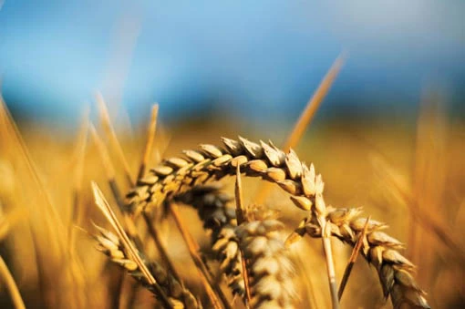 All about malt