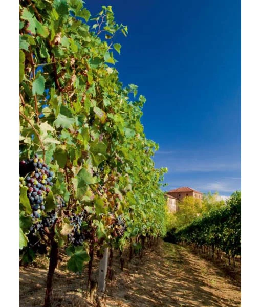 Barbera