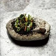 Μποστάνι σε «έδαφος» βύνης και μυρωδικών 