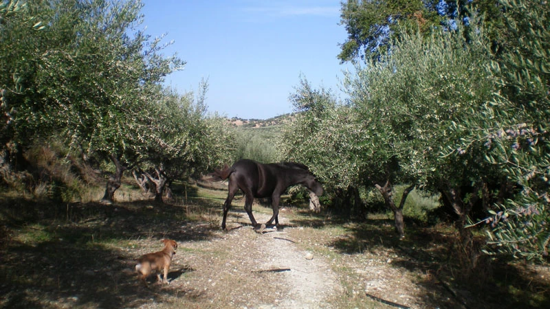 27 ξενώνες για αγροτουριστικές αποδράσεις - εικόνα 10