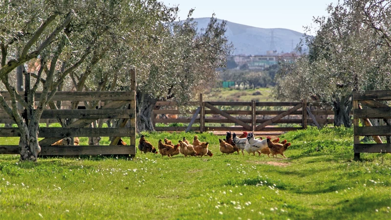 Margi Farm: Ένα project που σε πηγαίνει «από τη φάρμα στο πιρούνι» - εικόνα 2