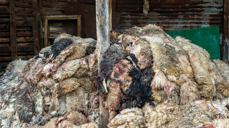 Μαρία Παπαδημητρίου: Με δέρματα ζώων στην Μπιενάλε Βενετίας - εικόνα 5