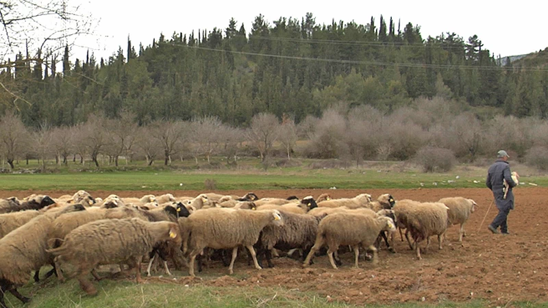 Αρκαδία Χαίρε - εικόνα 2