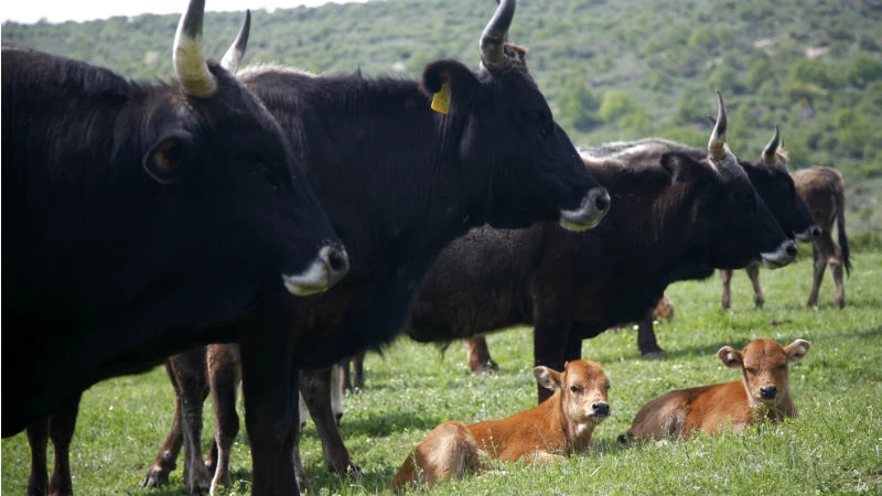 Αγελάδα στεπικής φυλής VS black angus