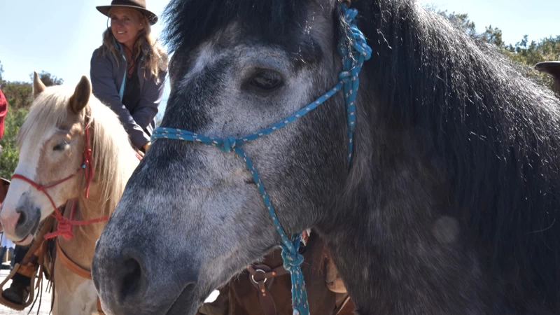 Άλογα, τσολιάδες και ένα πλήθος φιλότεχνων κατέλαβαν τη Διονυσίου Αρεοπαγίτου - εικόνα 1