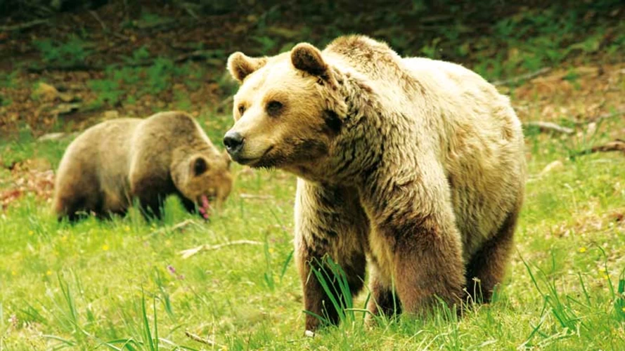 Αρκούδες στο φυσικό τους περιβάλλον στο καταφύγιο Αρκτούρος.