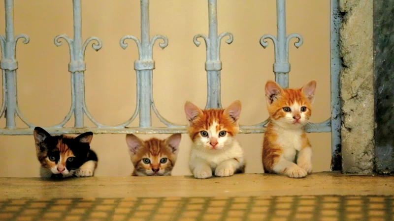 Οι Γάτες της Κωνσταντινούπολης - εικόνα 1