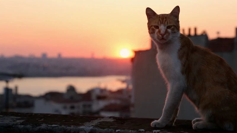 Η «γατομαμά» Τσεϊντά Τορούν μας συστήνει στις «Γάτες της Κωνσταντινούπολης» - εικόνα 2