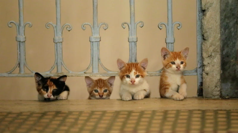 Η «γατομαμά» Τσεϊντά Τορούν μας συστήνει στις «Γάτες της Κωνσταντινούπολης» - εικόνα 3