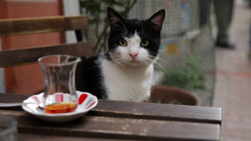 Η «γατομαμά» Τσεϊντά Τορούν μας συστήνει στις «Γάτες της Κωνσταντινούπολης» - εικόνα 4