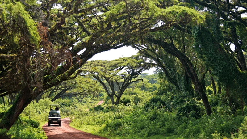 Σαφάρι στην Αφρική: χρηστικός οδηγός για ένα ταξίδι once in a lifetime - εικόνα 14