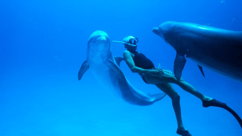 Ο Λευτέρης Χαρίτος μας μιλά για τα βάθη του «Dolphin Man» - εικόνα 3