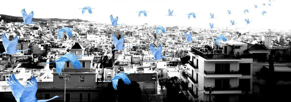Εγχείρημα πουλιά: Ένα από τα πιο πρωτότυπα project των Αθηνών «κουρδίζει» τις ταράτσες - εικόνα 3