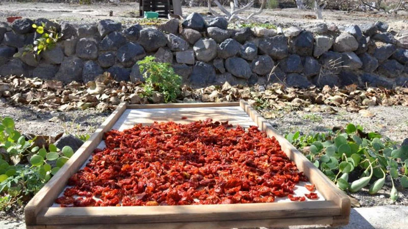 Λιάσιμο ντομάτας στην Πάρο