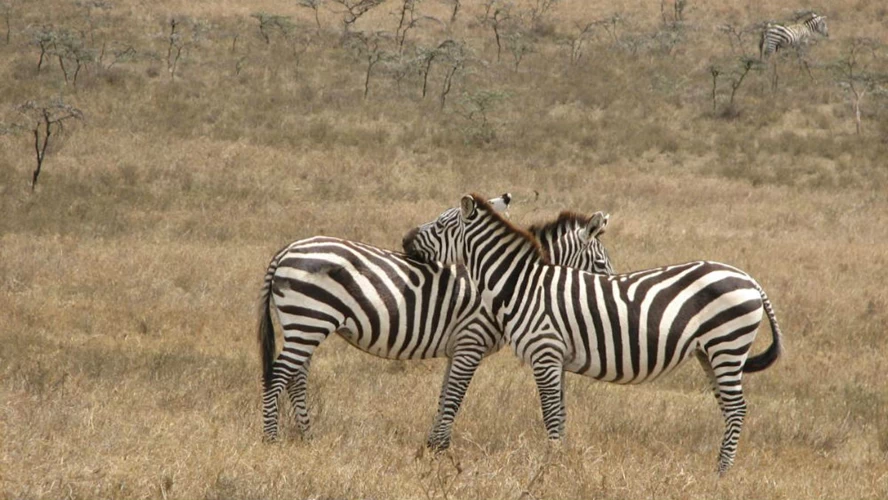 © Kenya Wildlife Service