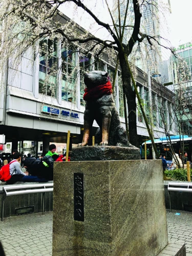 Κλασικό αξιοθέατο το άγαλμα του πιστού σκύλου Hachiko που επί 9,5 χρόνια πήγαινε κάθε μέρα στο σταθμό του μετρό για να συναντήσει το πεθαμένο αφεντικό του.