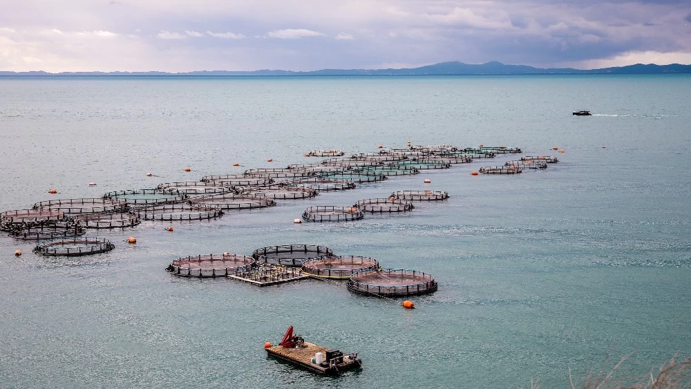 Fish from Greece: ψάρι με ταυτότητα, από ελληνικά νερά 