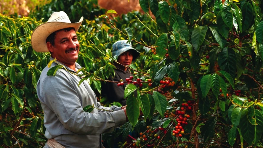 Τον ακριβότερο  καφέ στον κόσμο παράγουν τα καφεόδεντρα της χώρας.