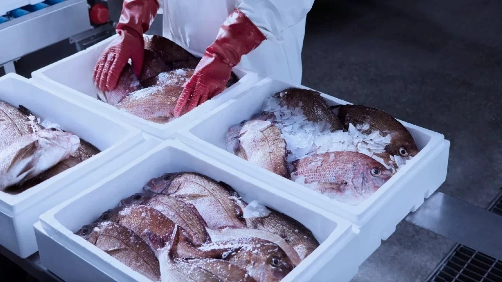 Τι τρώνε τα ψάρια που τρώμε;