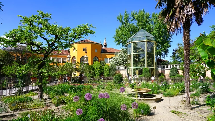 Ο υπεραιωνόβιος «φοίνικας του Γκαίτε» είναι το διασημότερο μέλος του Βοτανικού Κήπου της Πάντοβα.  © Shutterstock.com