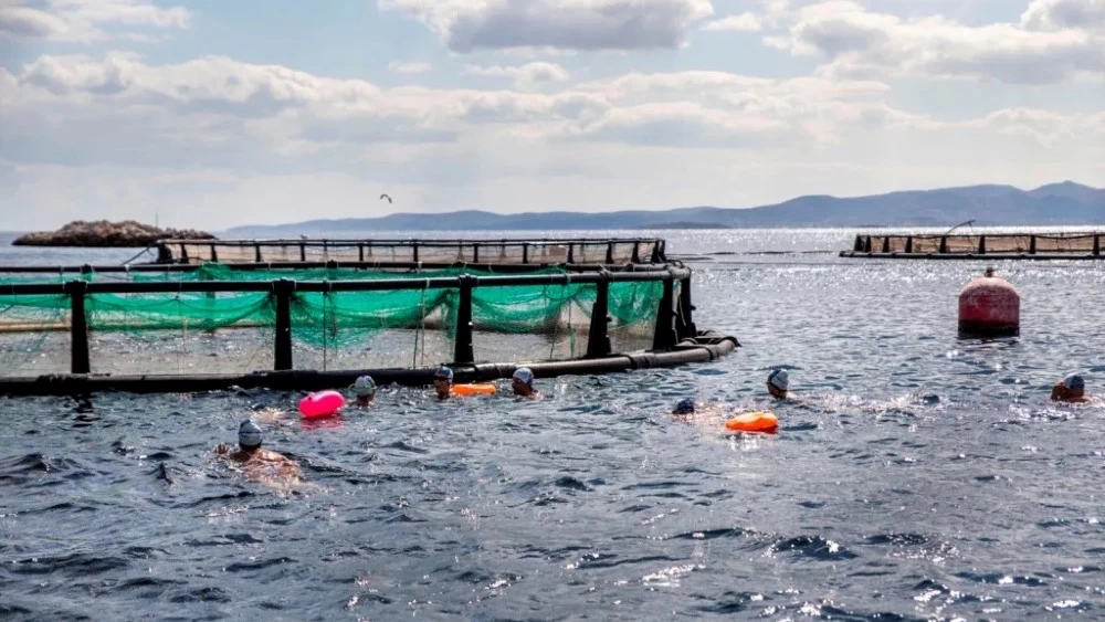 Κολυμβητές της ομάδας WeSwim κολύμπησαν δίπλα σε κλωβούς ιχθυοκαλλιέργειας