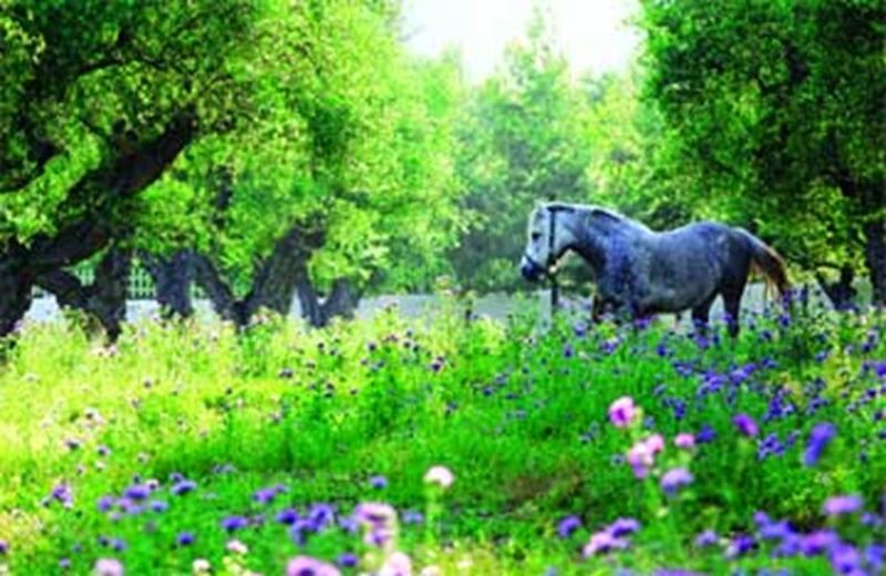 Zante Verde - εικόνα 1