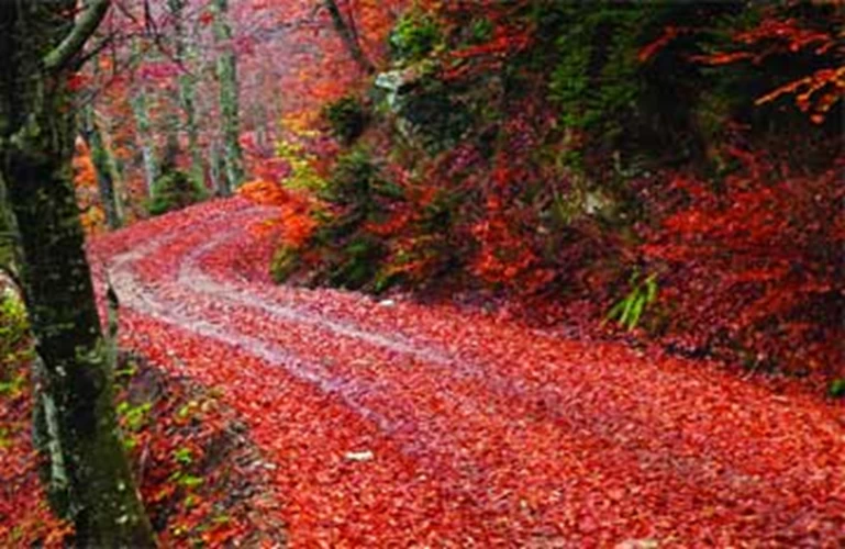 Χρώμα φθινοπώρου στα δάση της Πίνδου.