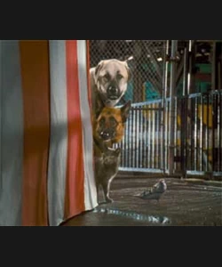 Σαν το Σκύλο με τη Γάτα 2: Η Εκδίκηση της Κίτι Γκαλόρ